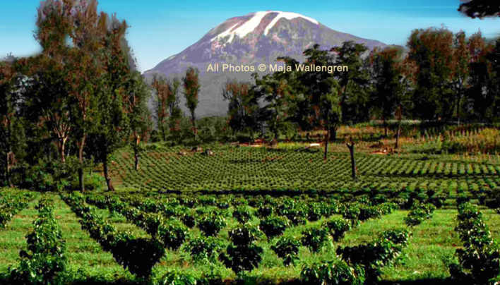 New Coffee In Tanzania at Mt Kilimanjaro