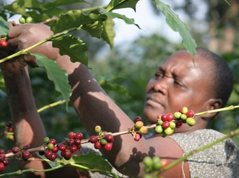 Tanzania Coffee Farmers To Receive $1.25 Mln In Govt Price Support