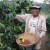 SPECIAL REPORT: Vietnam’s Arabica Coffee Production Approaching 1.4M Bags