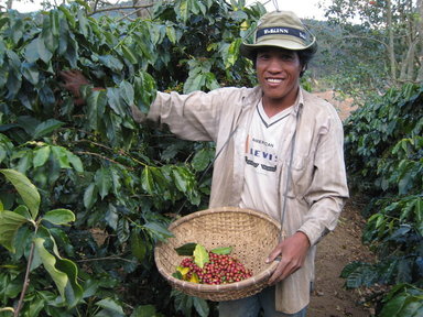 FASCINATING FACT – How Many People Depend on Coffee Production for Their Daily Survival?