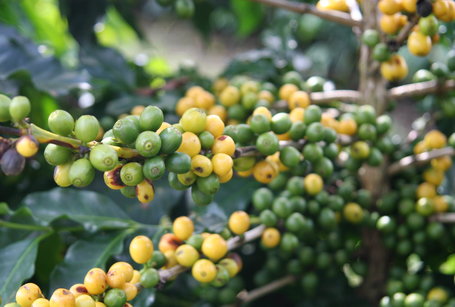 FASCINATING FACT – What Country is the World’s BIGGEST Producer of Specialty Coffee?