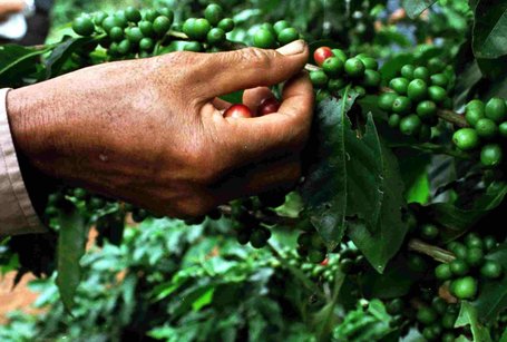 Evidence Grows of Lower Than Expected Coffee Harvest in Vietnam