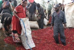 Coffee Cherries Arriving at Wet Mill