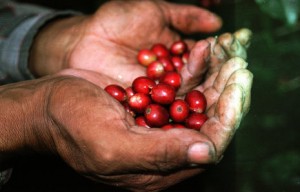 Coffee Cherries Fresh From the Field