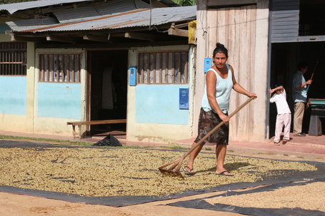 Peru Coffee Rust Outbreak Rises to 25%, 2013-14 Crop Down to 4.1M Bags