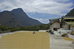Coffee Drying at El Injerto in Guatemala