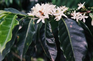 Coffee Flowering in Puebla in Mexico