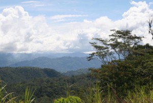 Coffee Mountains In Eastern Highlands Papua new Guinea