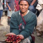 Coffee Picker At Colbran Estate In Papua New Guinea