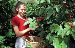 Coffee Picking in Honduras