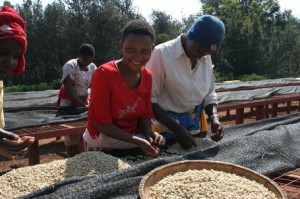 Coffee Sorting at Oldeani Estate in Tanzania