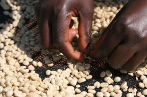 Coffee Sorting in Tanzania