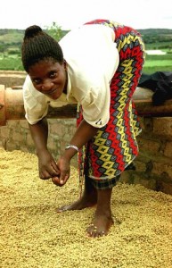 Drying Coffee In Zambia