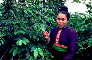 Ethnic Hmong Coffee Grower in Northern Vietnam