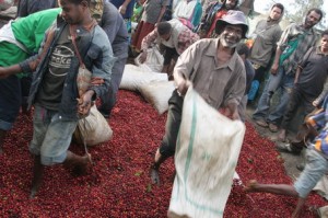 Fresh Cherries Unloaded at Wet Mill in Papua New Guinea