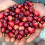 Freshly Picked Coffee In Papua New Guinea