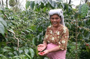 Indonesian Woman Coffee Grower Visiting Abandoned Lands in Aceh After Tsumani
