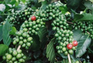 Intensive Arabica Coffee Growing in Vietnam Yielding Huge Productivity
