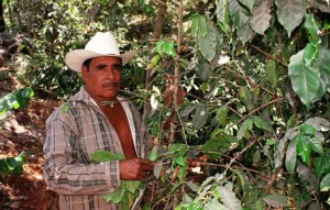 Mexican Coffee Grower in Nayarit