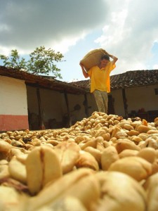 Parchement Coffee Drying in Colombia