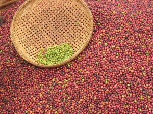 Perfectly Picked Arabica Coffee In Vietnam