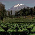 Replanted Coffee Farm at the Foot of Mt Kilimanjaro in Tanzania