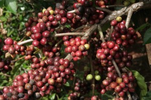 Robusta Coffee Yields in Vietnam