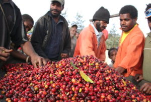 Small Producers Bringing In Fresh Harvest in Papua New Guinea