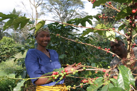 Tanzania Sees Bumper Coffee Harvest In 2014-15 of 917,000 Bags