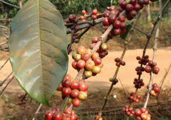 USDA Pegs 2013-14 Coffee Harvest To Drop By 2.8M Bags To 150.5 Mln 60-Kg Bags