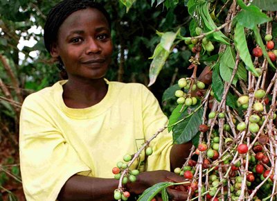 Uganda’s 2015-16 Coffee Exports Fall As Climate Change, Low Prices Effect Crop
