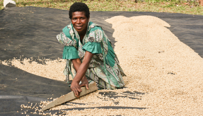 Coffee of The Day: Tanna Island From Vanuatu in the South Pacific