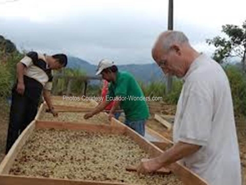 Most of Ecuador’s Arabica Coffee is Naturals