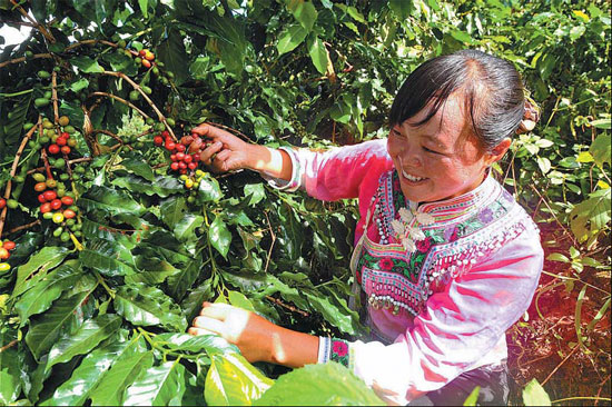 Coffee of The Day: Medium Roast From China’s Yunnan Province