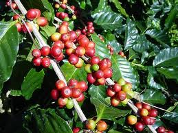 MARKET INSIGHT: March Arabica Coffee End Up 1.55 Cents At $1.1530/Lb Dec 20 As Vietnam Concerns Persist