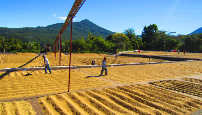 El Salvador Cuts 2013-14 Coffee Crop View, Harvest Now Seen Down 58% To 554,300 Bags