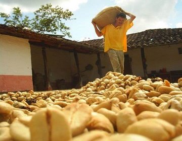 Blog de Café: En Colombia, Precio de Carga de Café Baja a Nivel Más Bajo Desde 2008