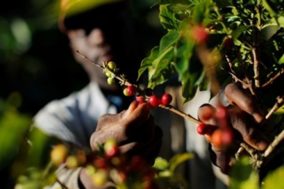 Burundi Doubles Cup Of Excellence Lots As Minister Vows to Improve Coffee Quality