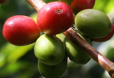 Blog de Café: Produtores no Brasil erradicam cafezais para plantar outras culturas