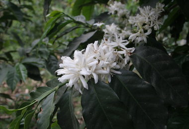 Fundação Procafé: Florada mostra problemas e acertos nas lavouras de café