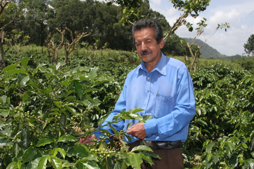 HARVEST ANALYSIS Guatemala’s 201314 Coffee Crop To Drop As Low As 2