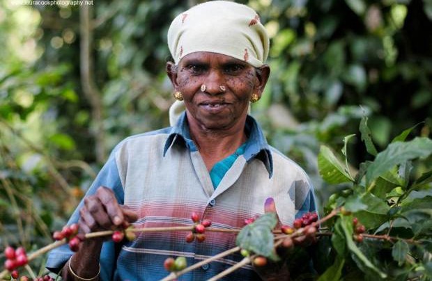 India Coffee Board Cuts 2013-14 Coffee Crop Forecast By 10% On Drought, Heavy Rains