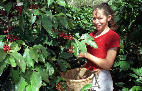 SPECIAL REPORT: Is the Honduran coffee boom over?