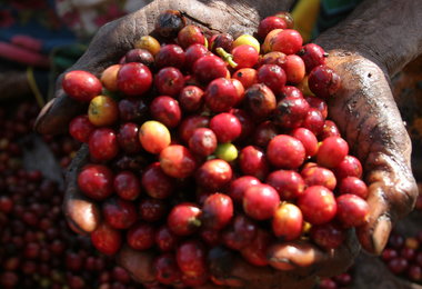 East And Central Africa Coffee Growers Report Worst Outbreak Of Twig Pest In 30 Years