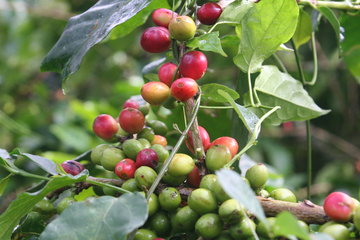 MARKET INSIGHT: Sep Arabica Coffee Surges 3.55 Cents to$1.1465 In Early Trade Jul 8 On Brazil Frost