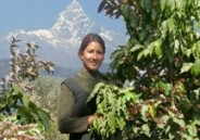 Nepal Coffee Output Falls 12 Percent On Pests And Lack Of Husbandry