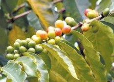 Baixa pluviosidade afeta produção de café conilon no Espírito Santo