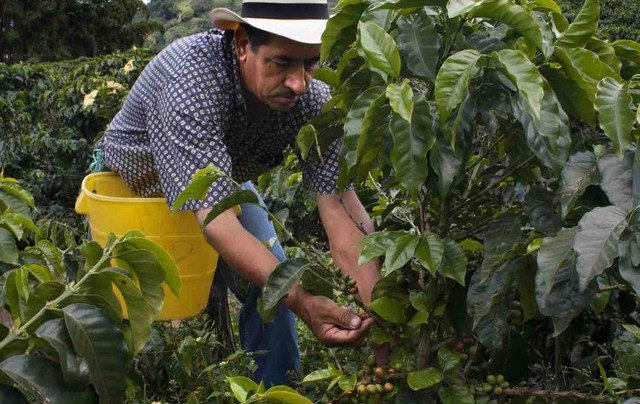 Coffee of the Day: Supreme Medium Roast “Café Quindío” From Colombia’s Eje Cafetero