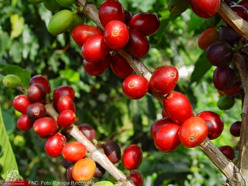 MARKET ANALYSIS: Arabica Coffee Prices Surge Back Over $2/Lb – Are Prices In New $1.80-$2/lb Range?