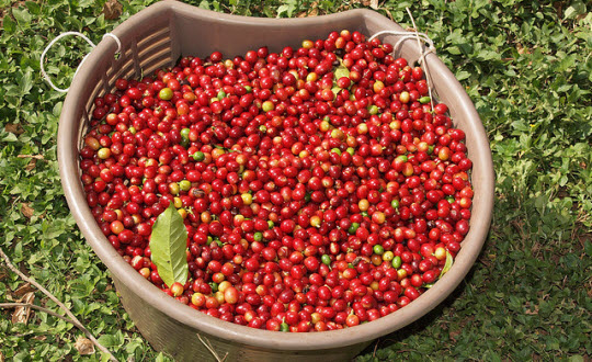 MARKET INSIGHT: Why Are Coffee Prices So Low? It’s All About Stocks!
